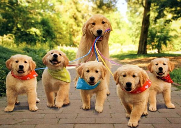 mamá con sus cachorros