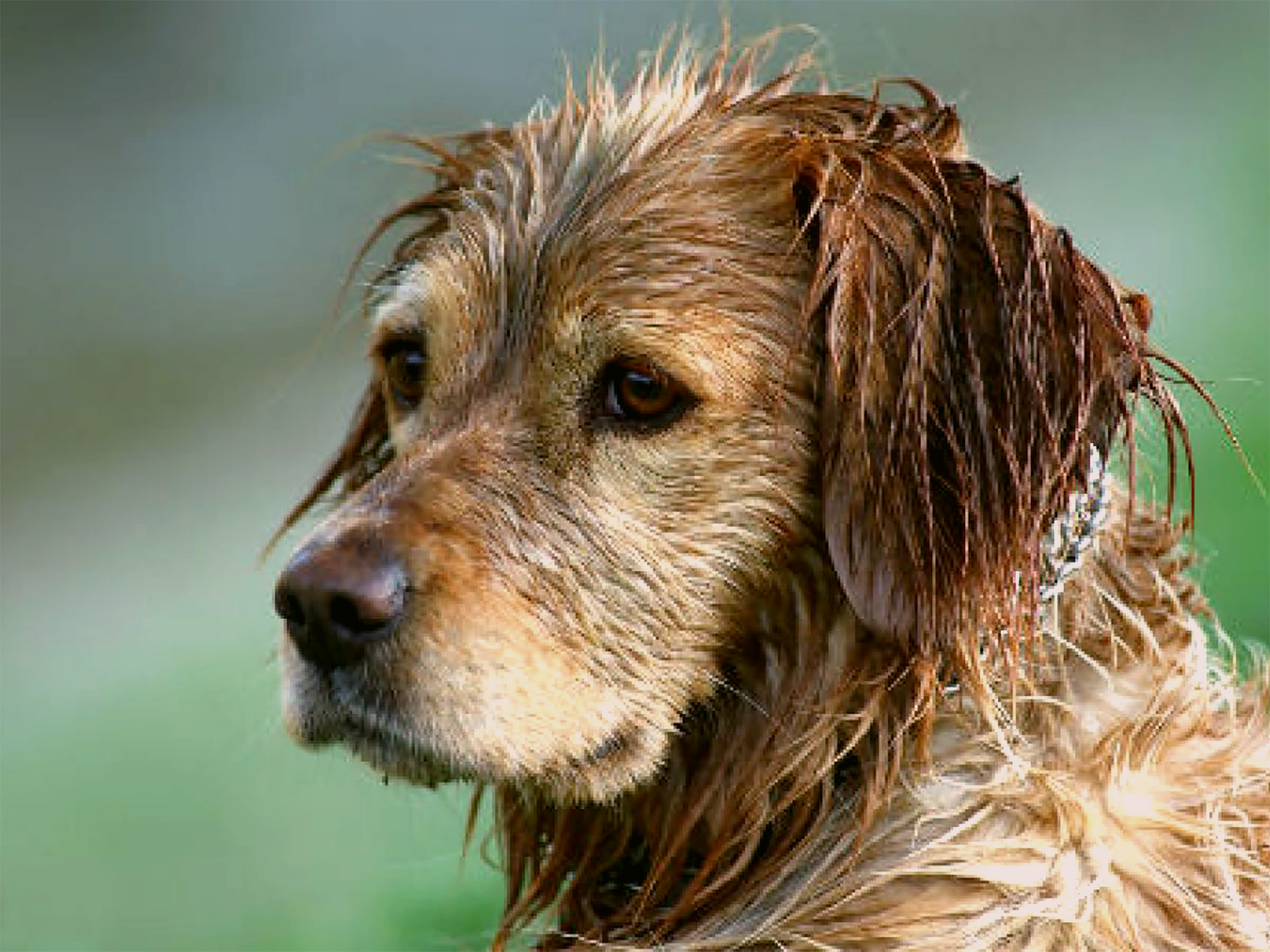 Собака сильный запах. Мокрая собака. Мокрый щенок. Мокравя Чубака. Собака с натуральными волосами порода.