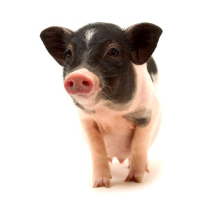 El cerdo vietnamita como mascota